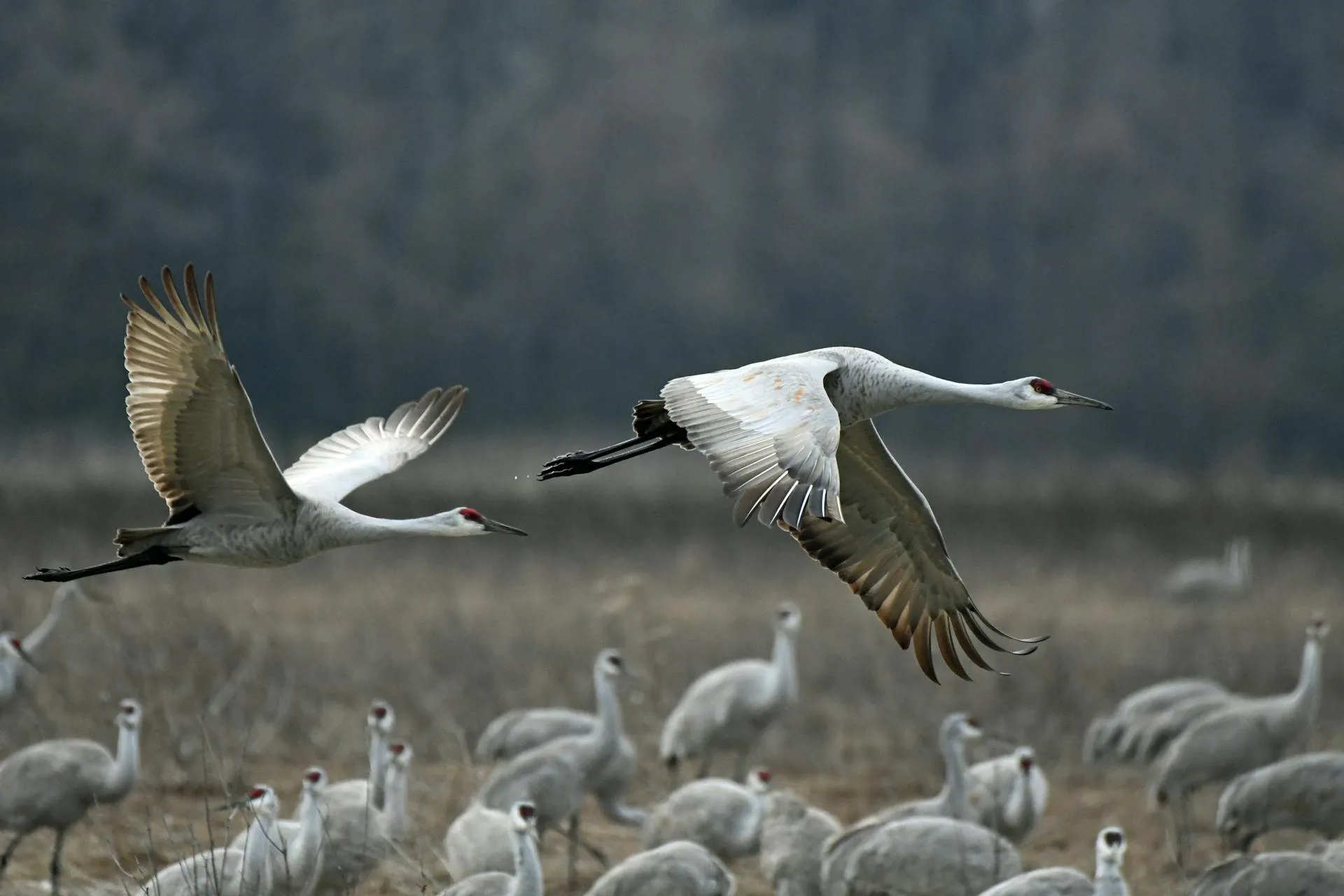 Cover image for A Migration Journey